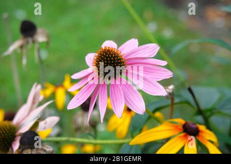 Des fleurs d'échinacée roses sur fond vert flou de nature pendant la journée. Echinacea purpurea gros plan. Banque D'Images