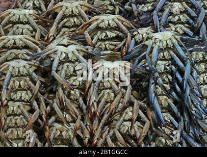 Crabes bleus pour vendre dans une échoppe de marché Banque D'Images