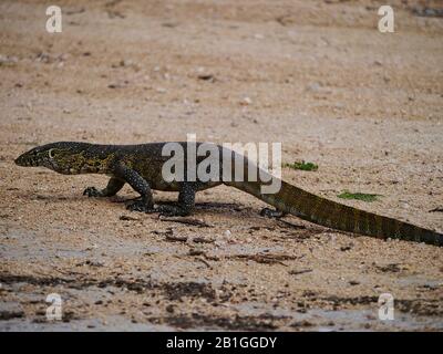 Moniteur du Nil (Varanus niloticus) traversant la route dans Kruger Nationalpark Banque D'Images