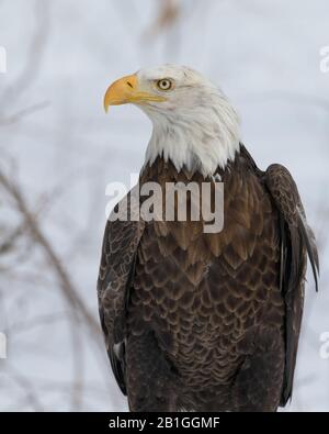 Portrait de clôture de l'aigle chauve américain Banque D'Images