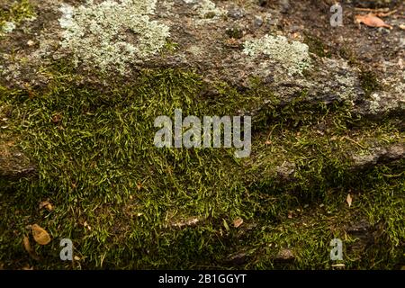 Pierre recouverte de mousse. Belle mousse et pierre couverte de lichen. Mousse verte brillante fond texturé dans la nature. Banque D'Images