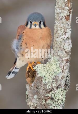 Portrait du corps entier du kestrel américain perché dans un arbre Banque D'Images