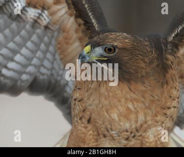 Gros plan d'un faucon rouge sur fond brun Banque D'Images