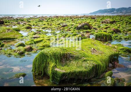 rochers et mousses sur le fond marin à marée basse sur la côte jurassique dans le sud de l'angleterre, , plage de charmouth, royaume-uni Banque D'Images