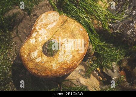 rochers et mousses sur le fond marin à marée basse sur la côte jurassique dans le sud de l'angleterre, , plage de charmouth, royaume-uni Banque D'Images