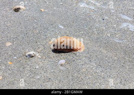 Les coquilles de cocarde coeur se trouvent sur la plage dans le sable, Sanibel Island, Floride, États-Unis Banque D'Images