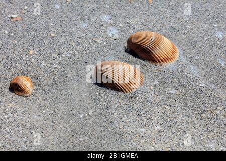 Trois coquilles de cocarde coeur se trouvent sur la plage dans le sable, Sanibel Island, Floride, États-Unis Banque D'Images