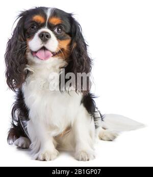 Cavalier King Charles spaniel assis sur fond blanc Banque D'Images