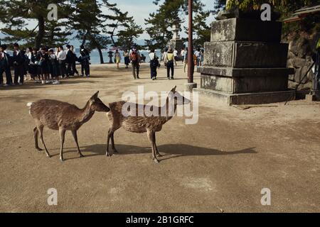 Miyajima, Japon - 21 avril 2018: Deer roaming autour de l'île Miyajima entouré de touristes. Banque D'Images