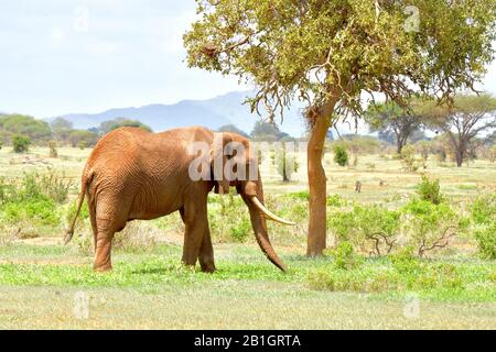 Le gros éléphant de taureau (Loxodonta africana) se nourrissant dans un paysage de brousse sec. Copier l'espace. Banque D'Images