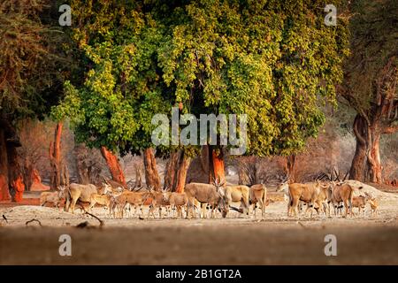 Troupeau de l'Eland commun - Taurotragus oryx aussi l'antilope de l'eland sud ou de l'eland, la savane et l'antilope des plaines que l'on trouve en Afrique orientale et australe, la famille