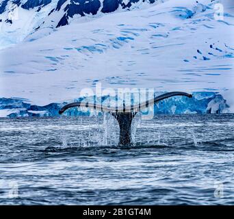 Baleen Baleine Noire Chasing Krill Blue Charlotte Bay Antarctique Peninsula Banque D'Images