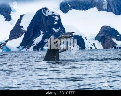 Baleen Baleine Noire Chasing Krill Blue Charlotte Bay Antarctique Peninsula Banque D'Images