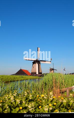 Moulin Schermerhorn au printemps, Pays-Bas, Pays-Bas du Nord Banque D'Images