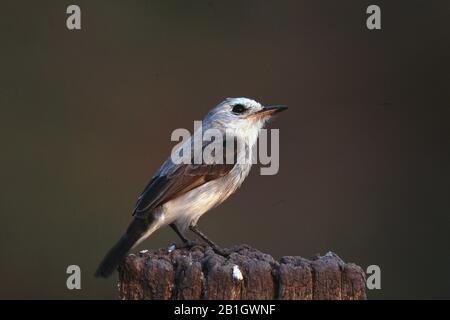 Pied tyran de l'eau (Fluvicola pica), sur un poste, Venezuela, Llanos Banque D'Images