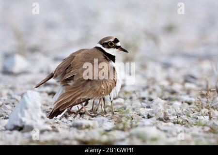 Petit plongeur africain (Charadrius dubius curonicus, Charadrius curonicus), femelle qui rassemble des poussins sous les ailes sur le terrain, vue latérale, Croatie Banque D'Images