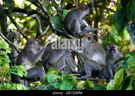 Macaque, Java Macaque, Longqued Macaque (Macaca fascicularis, Macaca irus), toilettage de groupe dans un arbre , Malaisie, Bornéo Banque D'Images