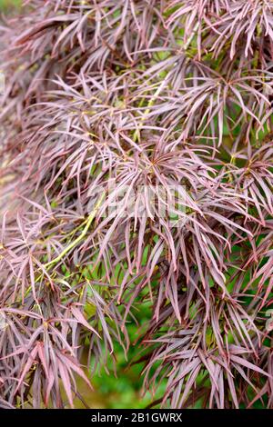 Érable japonais (Acer palmatum 'Atrolineare', Acer palmatum Atrolineare), cultivar Atrolineare, Royaume-Uni, Angleterre Banque D'Images