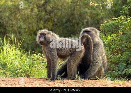 Babouin jaune, babouin de savane, babouin d'ubius, babouin d'olive (Papio anubis, Papio cynocephalus anubis), paire, portrait complet, Ouganda Banque D'Images