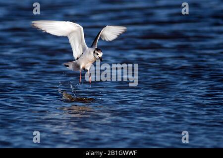 Petit crâne (Hydrocoléeus minutus, Larus minutus), pêche, Allemagne Banque D'Images