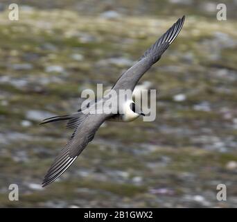 skua à queue longue (Stercorarius longicaudus), vol, Norvège, Svalbard Banque D'Images