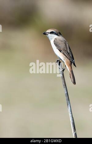 Turkestan Shrike (Lanius isabellinus phoenicuroides, Lanius phoenicuroides), homme, Kazakhstan Banque D'Images