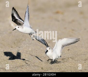 Sanderling (Calidris alba), deux sanderlings en vol, Espagne, Andalousie, parc national de Cabo de Gata Banque D'Images