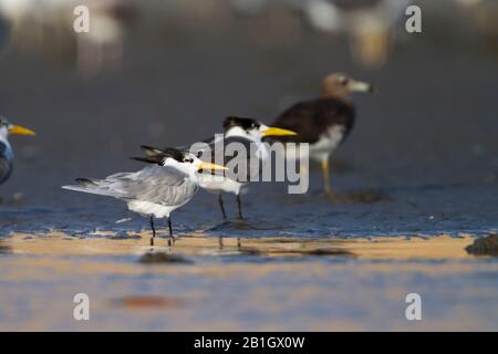 Petite sterne crénée (Thalasseus bengalensis bengalensis, Thalasseus bengalensis), sternes moins crénées debout sur la plage, Oman Banque D'Images