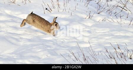 Lapin européen (Oryctolagus cuniculus), sauts dans la neige, Pays-Bas, Den Helder Banque D'Images