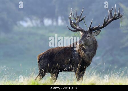 Cerf rouge (Cervus elaphus), cerf routant dans un centre d'échange, Danemark, Zélande (Danemark) Banque D'Images