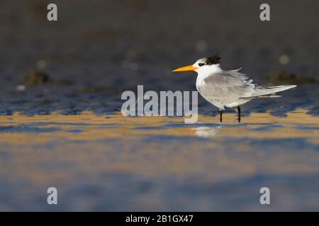 Petite sterne crénée (Thalasseus bengalensis bengalensis, Thalasseus bengalensis), debout dans des eaux peu profondes, Oman Banque D'Images