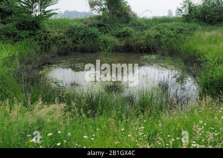 Polder De Doort, Pays-Bas, Overijssel, Parc National De Weerribben-Wieden Banque D'Images