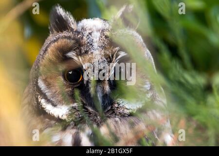 Long-eared Owl (Asio otus), portrait, Allemagne Banque D'Images