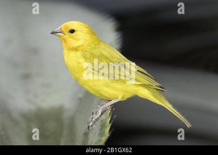 Safran finch (Sicalis flaveola), femme, vue latérale, Antilles néerlandaises, Curaçao Banque D'Images