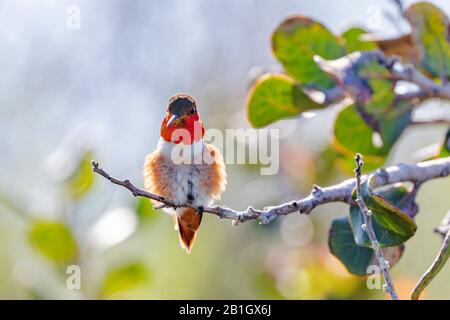 Allen's Hummingbird (Selasphorus sasin), mâle perching sur une branche, vue de face, États-Unis, Californie, Crystal Cove State Park Banque D'Images