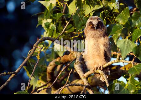 Hibou à épi long (Asio otus), hibou juvénile à épi long, Autriche Banque D'Images