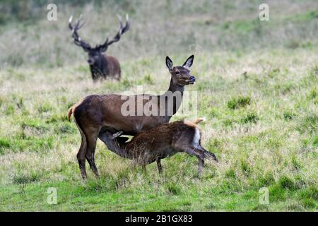 Cerf rouge (Cervus elaphus), mace sucette son veau, vue latérale, Danemark, Zélande (Danemark) Banque D'Images