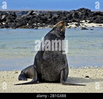 Lion de mer californien (Zalophus californianus), taureau bronzer sur la plage, Équateur, îles Galapagos Banque D'Images