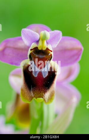 Orchidée de la mouche de scie (Ophrys tenthrédinifera, Ophrys grandiflora), fleur, Espagne, Estrémadure Banque D'Images