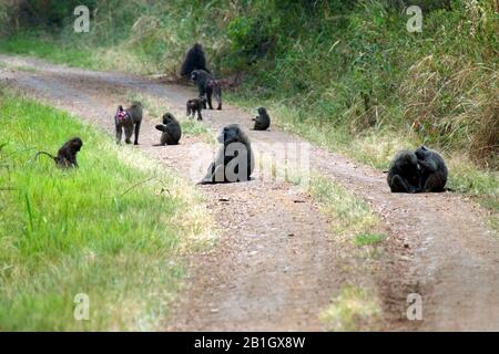 Babouin jaune, babouin de savane, babouin d'ubius, babouin d'olive (Papio anubis, Papio cynocephalus anubis), groupe avec de jeunes animaux sur un chemin, Ouganda Banque D'Images