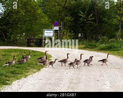 Oie grislag (Anser anser), oiseaux adultes traversant une rue avec des élingues, vue latérale, Autriche, Burgenland, Neusiedler See National Park Banque D'Images