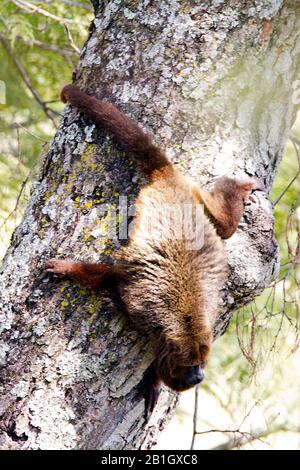 Howler brun (Alouatta fusca, Alouatta guariba), grimpant en hauteur sur un tronc d'arbre, vue d'en haut, Brésil Banque D'Images