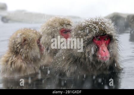 Macaque japonais, singe neige (Macaca fuscata), trois singes neige assis dans un printemps chaud pendant la neige tombée, Japon, Nagano, Jigokudani Yaen Koen Banque D'Images