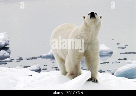 Ours polaire (Ursus maritimus), au bord de la glace, Norvège, Svalbard Banque D'Images