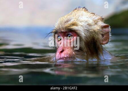 Macaque japonais, singe de neige (Macaca fuscata), petit bain de singe dans un printemps chaud, Japon Banque D'Images