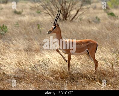 Gazelle de Grant (Gazella granti, Nanger granti), debout sur herbe sèche, vue latérale, Kenya Banque D'Images