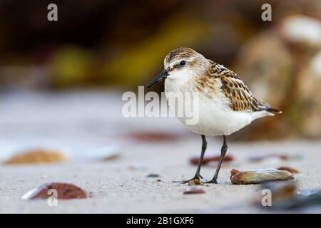 Petite stint (Calidris minuta), jeune oiseau debout sur la plage, vue latérale, Allemagne Banque D'Images
