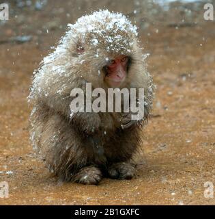 Macaque japonais, singe de neige (Macaca fuscata), petit singe se couche verglaçante à la chute de neige sur le sol, Japon Banque D'Images