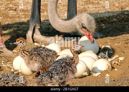 Autruche (Struthio camelus), oiseau adulte avec poussins d'autruche aux œufs, Afrique du Sud, Lowveld, Parc national Krueger Banque D'Images