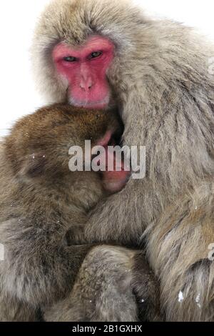 Macaque japonais, singe neige (Macaca fuscata), mère avec jeune, Japon, Nagano, Jigokudani Yaen Koen Banque D'Images